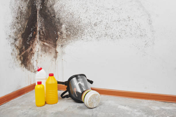 Best Fast Mold Removal  in Goulding, FL