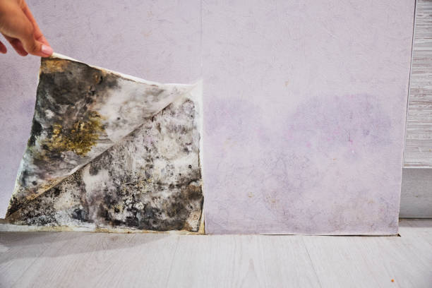Best Mold Testing  in Goulding, FL